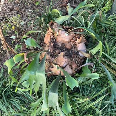 Staghorn Fern Large