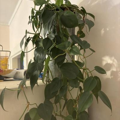 Sale Photo Thumbnail #28