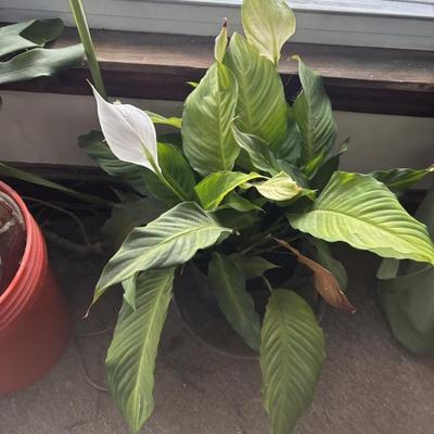 Sale Photo Thumbnail #46