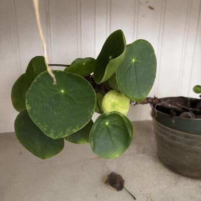 Sale Photo Thumbnail #33