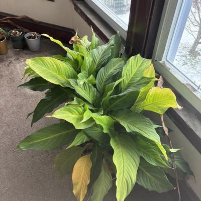 Sale Photo Thumbnail #34