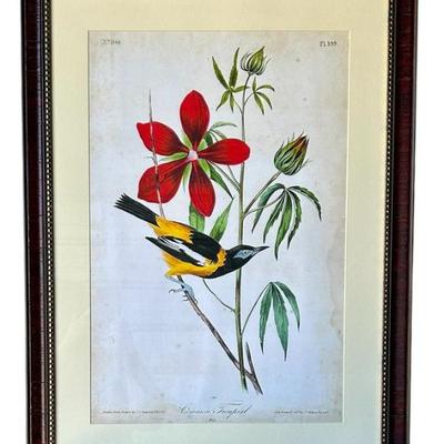 James Autobon Lithograph