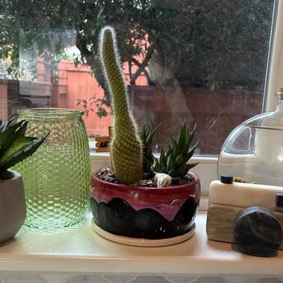 Living cactus and decor