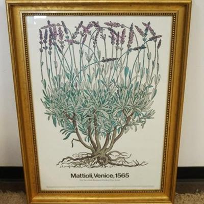 Sale Photo Thumbnail #103: 1103	LARGED FRAMED POSTER, NEW YORK BOTANICAL GARDEN PRINT SERIES, MATTIOLI VENICE, 1565, APPROXIMATELY 30 IN X 42 IN OVERALL
