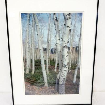 Sale Photo Thumbnail #98: 1098	ROMAN BARRIAK FRAMED AND MATTED PHOTO OF BIRCH TREES, ASPEN GROVE, FISH LAKE UTAH, APPROXIMATELY 18 IN X 24 IN OVERALL

