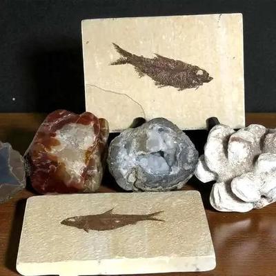 Knightia alta fish fossils other rocks