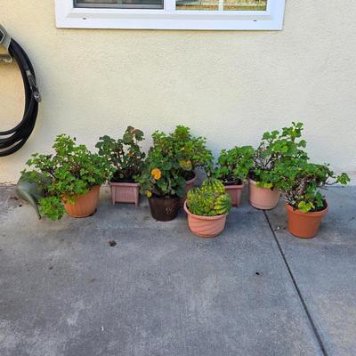 Sale Photo Thumbnail #14: Potted outdoor plants