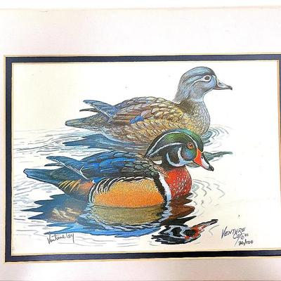 "Venture Coy" Print (Signed and Numbered)