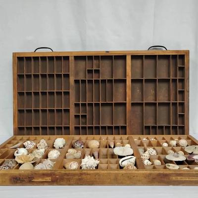 Vintage Wooden Printers Tray Shadow Box with Curated Seashell Collection