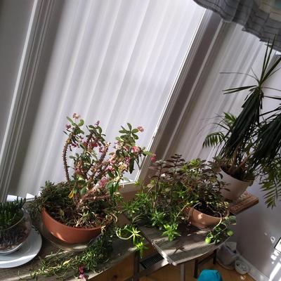 Lot of plants