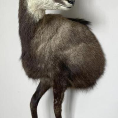 Sale Photo Thumbnail #129: Chamois