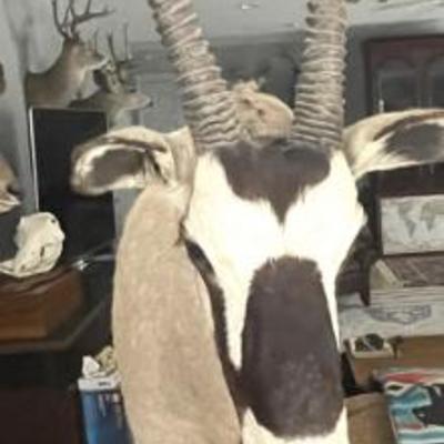 Sale Photo Thumbnail #24: Gemsbok Pedestal Mount