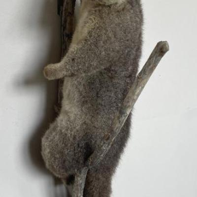 Sale Photo Thumbnail #204: Bushtail Possum
