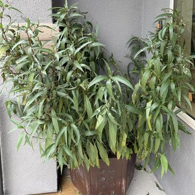 Large potted, Mexican Petunia plant 