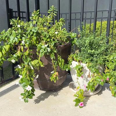 Pair of outdoor potted plants 