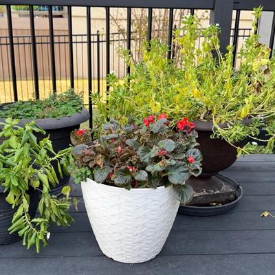 Outdoor potted plants collection 
