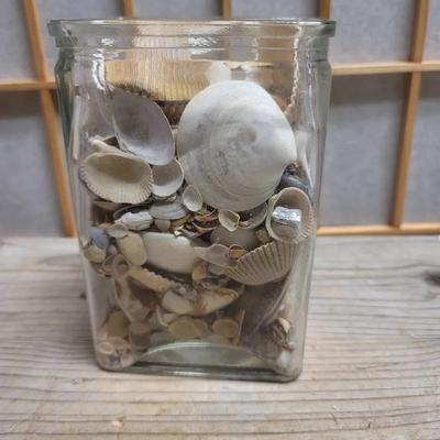 Seashell Collection in Vase