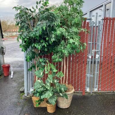 Ficus and Other Faux Plants 