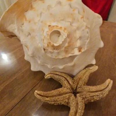 Queen Helmet Conch Shell