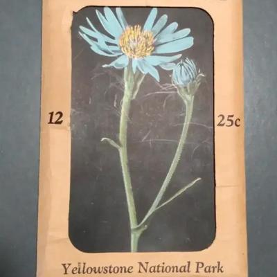 Haynes "Flower" Postcard Set-Yellowstone Park 