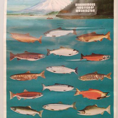 VTG 1970s Salmon of Washington State Fisheries Poster, Northwest Fishing