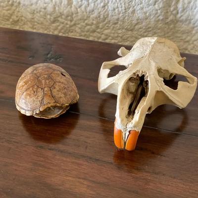 Nature’s Novelties 