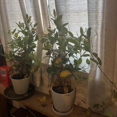 Sale Photo Thumbnail #539