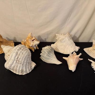 Shells Lot 1