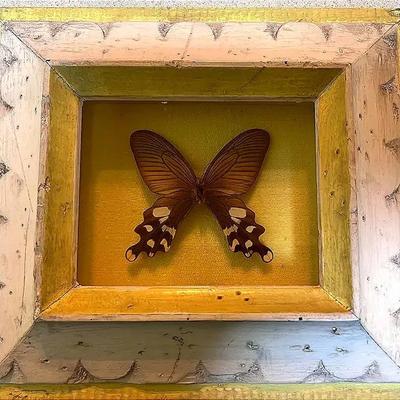 Framed Shadow Box Containing Preserved Butterfly