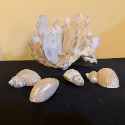 Shell Decor Lot 4