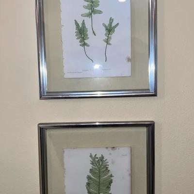 Framed Fern Botanical Plates (2)
