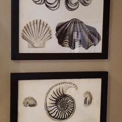 Sea Shell Wall Art 