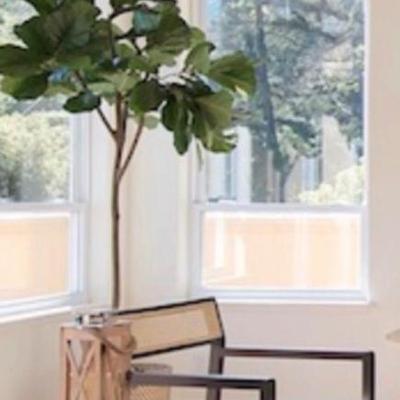 Sale Photo Thumbnail #217: 5 Fig tree 6’