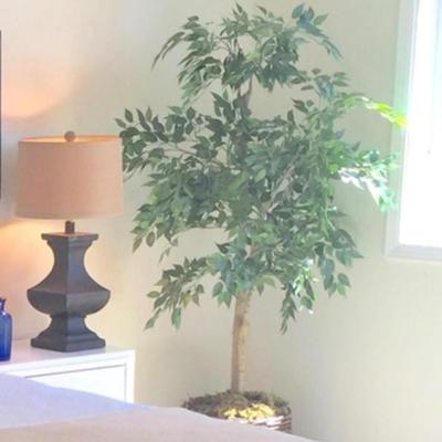 Sale Photo Thumbnail #210: Fichus tree (qty 5) 