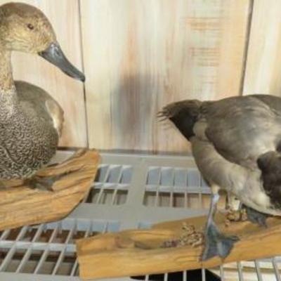 Sale Photo Thumbnail #60