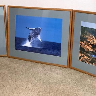 3 Large Water Landscape Framed Photo Prints - Oak Frames