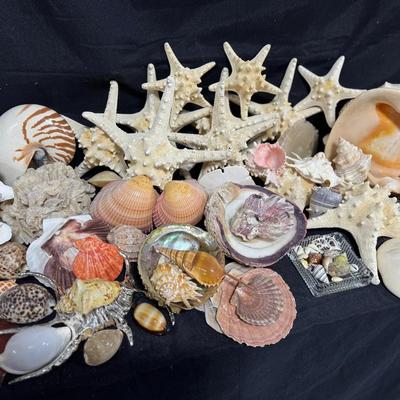 Sea Shells
