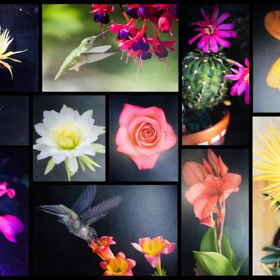 Ron Duska Flora and Fauna Aluminum Print Collection