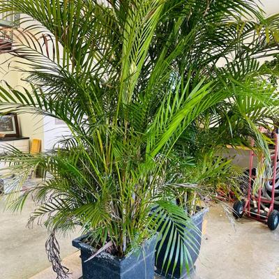 Real trees! Vibrant foliage, well cared for, and big! In warmer months they were put on patio for a lush and lovely privacy accent. 