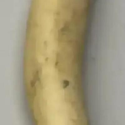 EHE311 - Vintage Hand Carved Boar Tooth Pendant