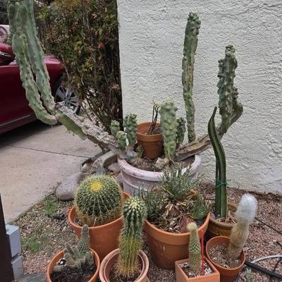 Outdoor Cacti & Succulents 