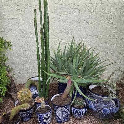Blue & White Talavera with Plants