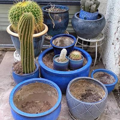 Blue Pots & Cacti 