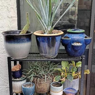 Pottery, Plants, And More