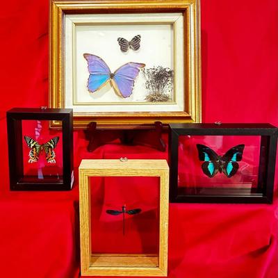 "Blue Morpho Butterfly” And More In Frames
