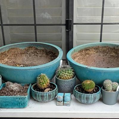 Assorted Small Cacti And Pots