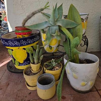 Lemon & More Pots