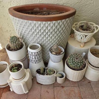 White Pots & Live Plants 