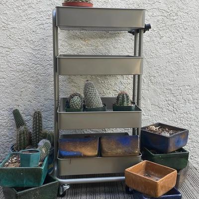  Sponge Cactus Square Plants 