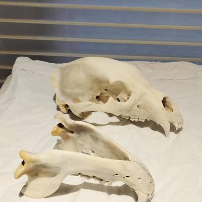Large Black Bear Skull & Jaw - Genuine Taxidermy Specimen
